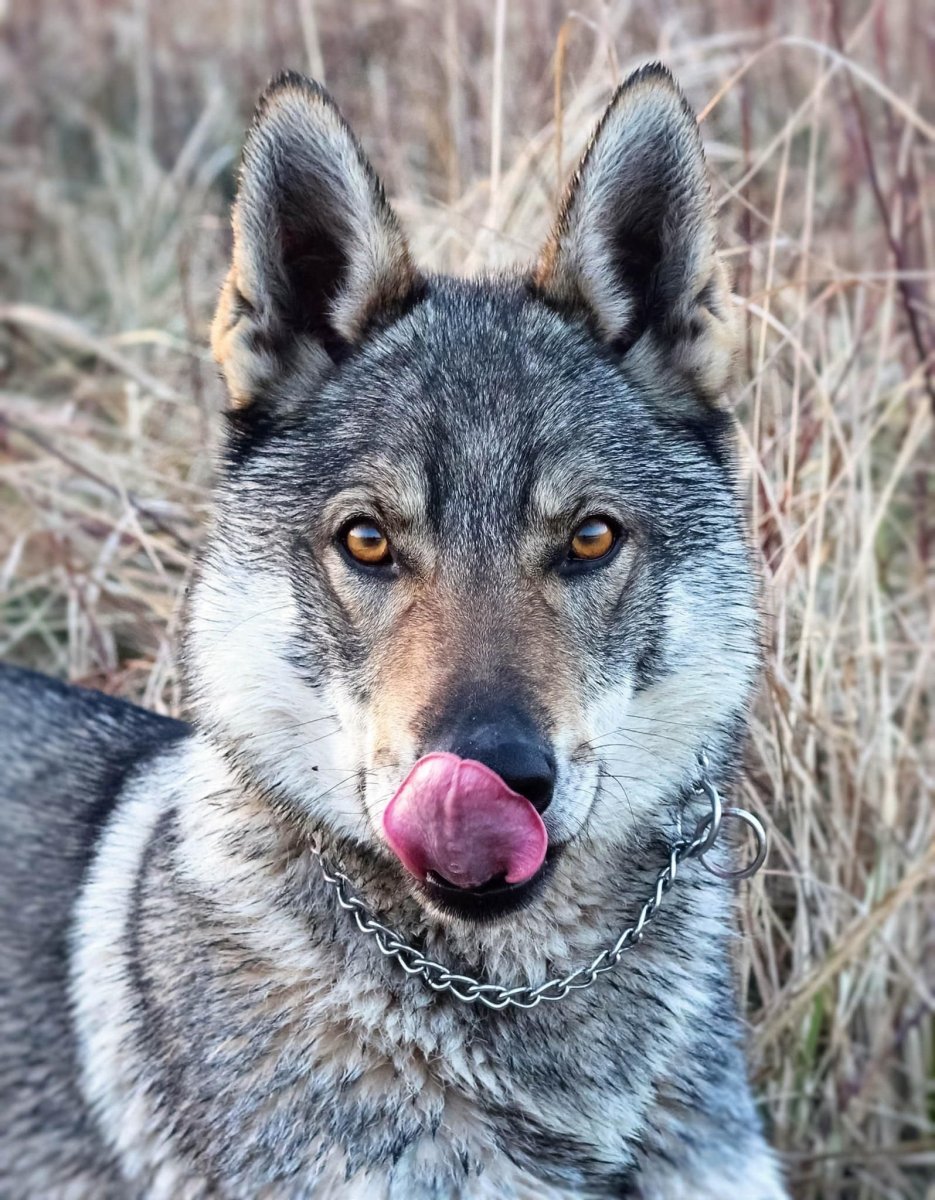 Чехословацкий влчак черный