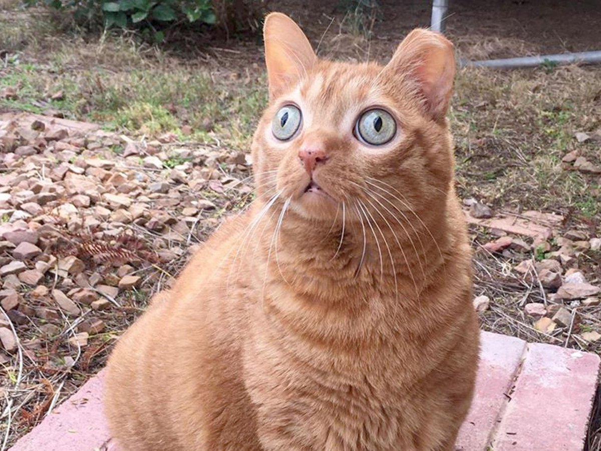 Косоглазый кот Спанглс