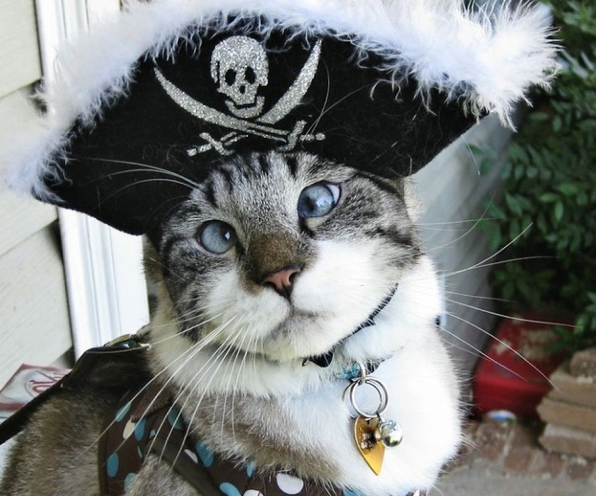Смешные морды кошек