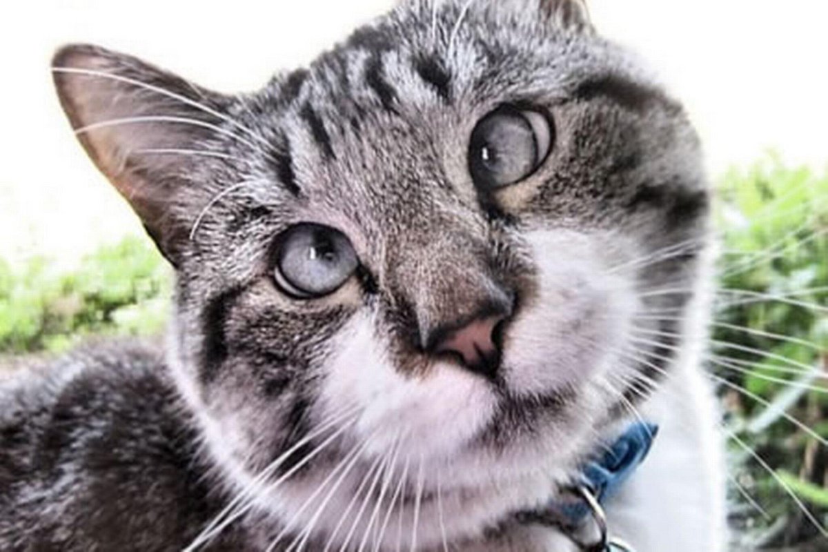 Смешная морда кота