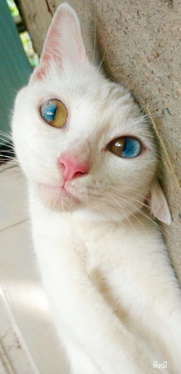 Удивленная морда кота