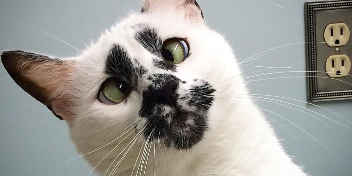 Котенок с косыми глазами