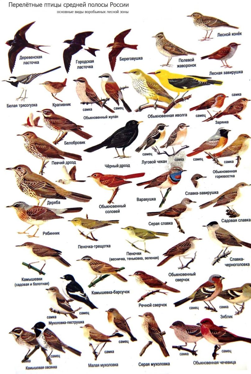 Птицы западной сибири - 78 фото