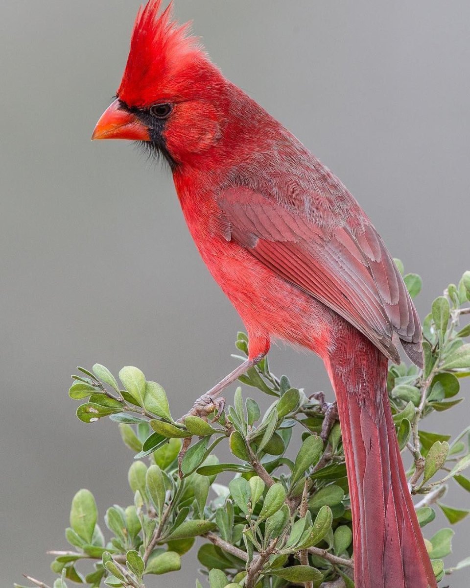 Красноклювый Кардинал