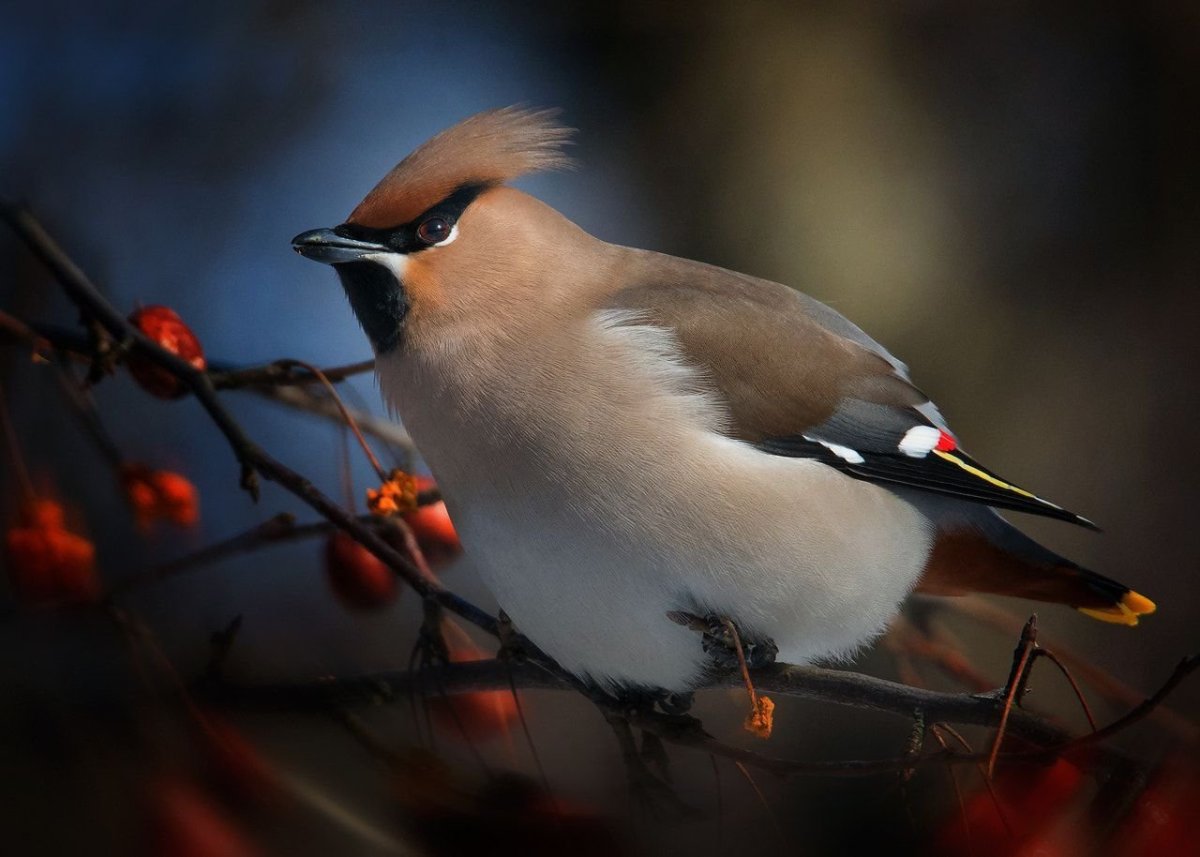 Свиристель и Дубонос