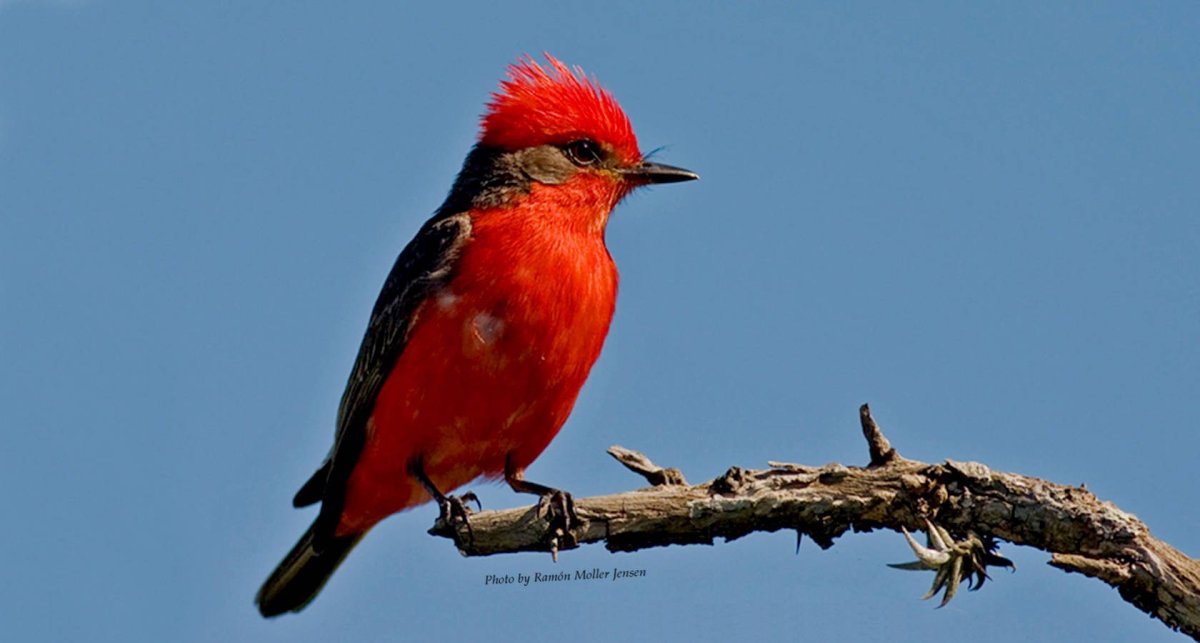 Красный тиран птица