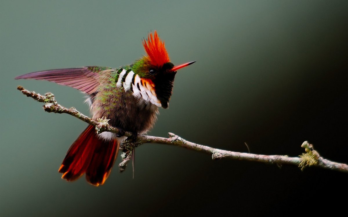 Птица с ярким хохолком