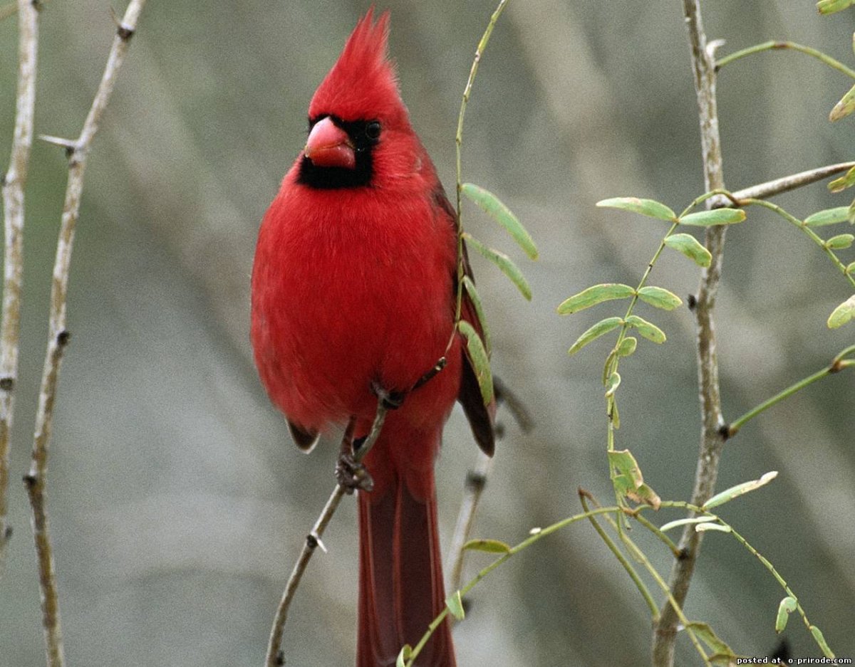 Птицы Кардинал и свиристель