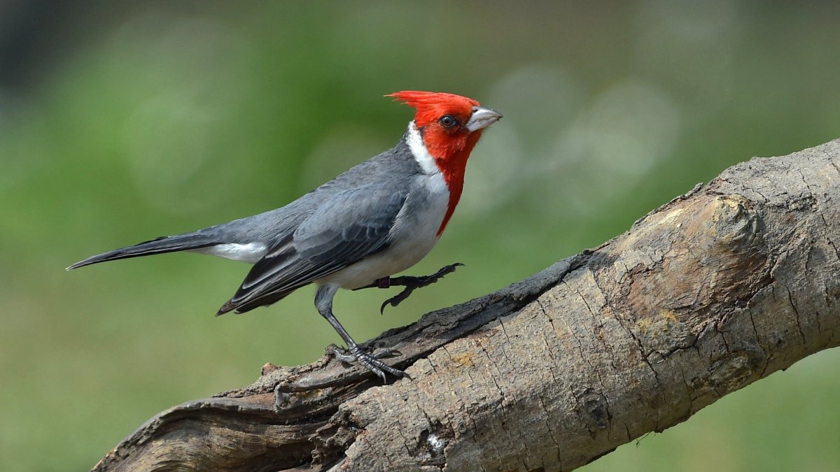 Птица красноголовый Кардинал