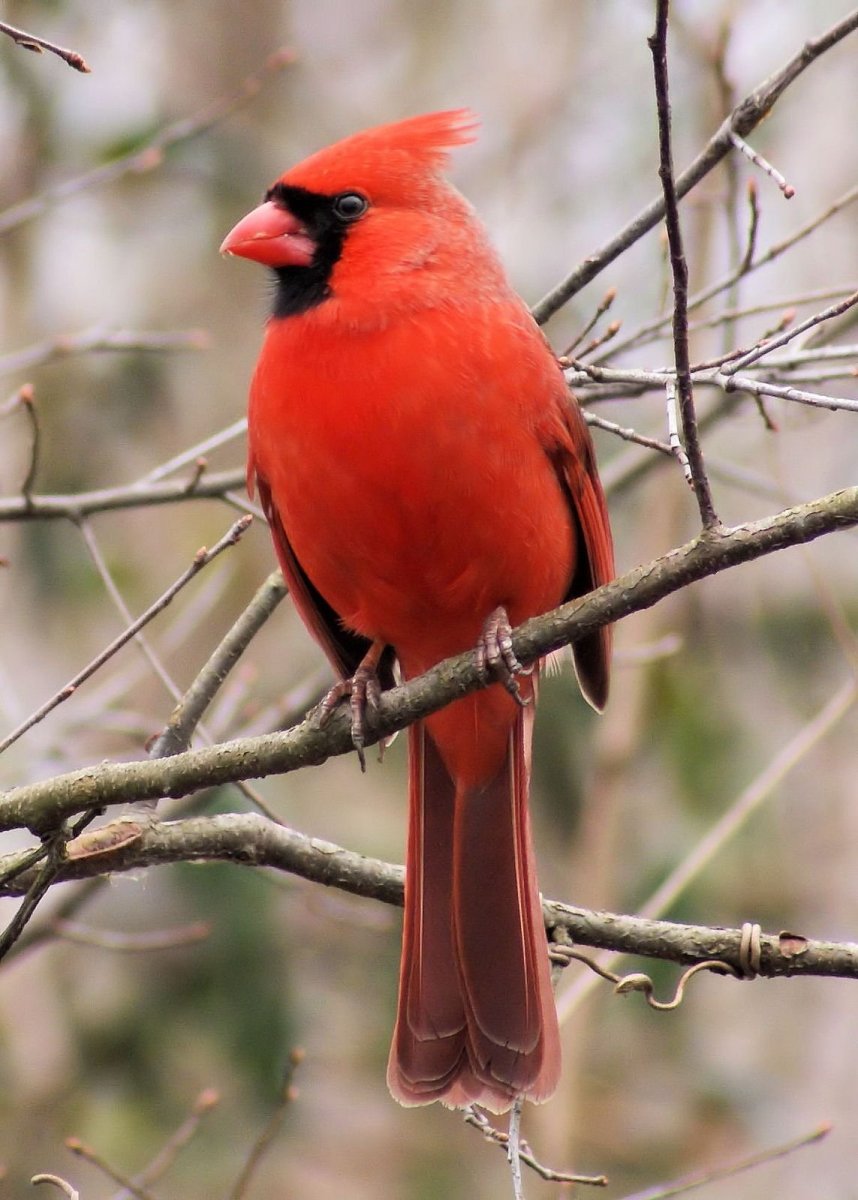Красный Кардинал