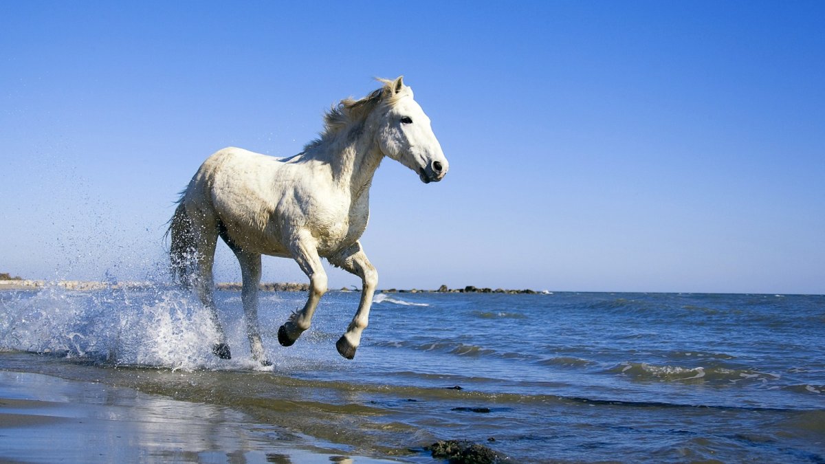 Обои на рабочий стол лошади