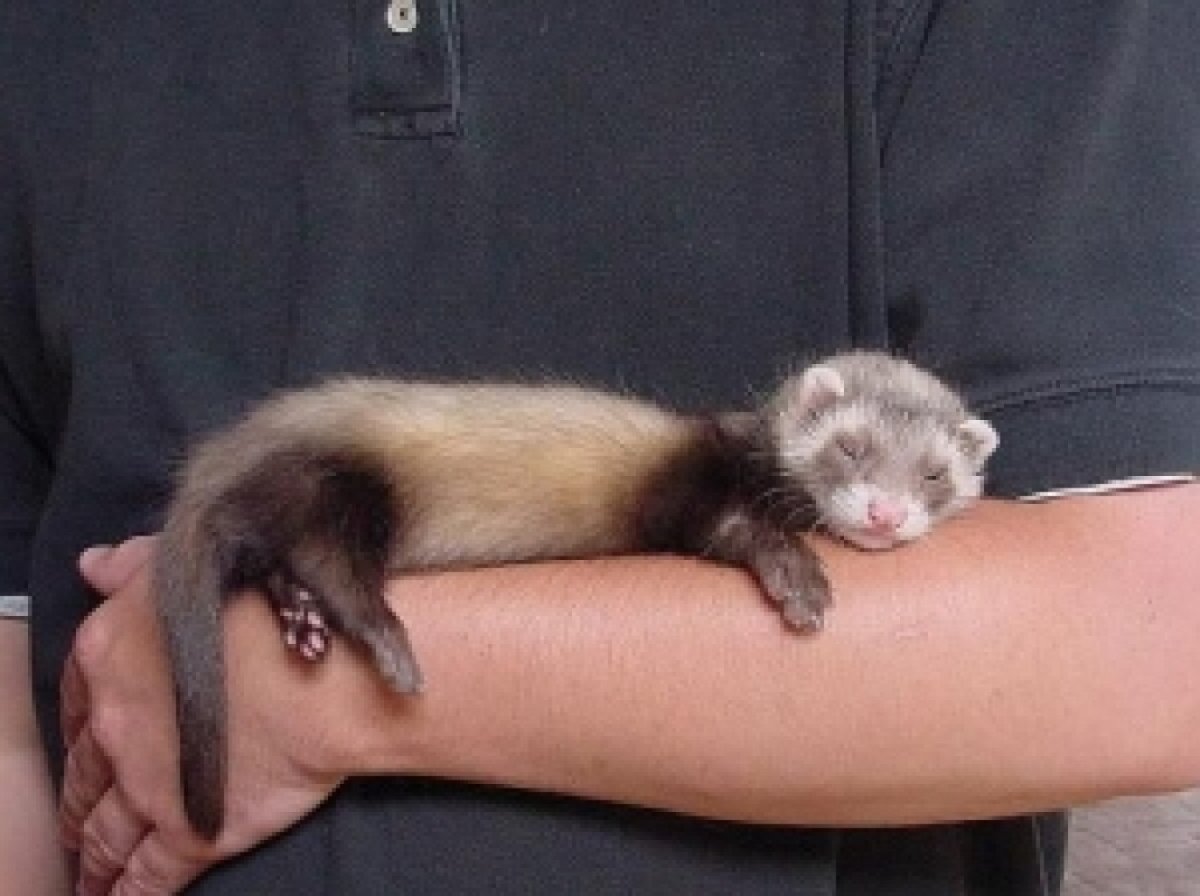 Детеныш горностая