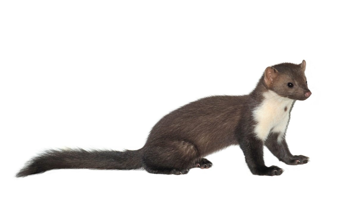 Хорёк домашний