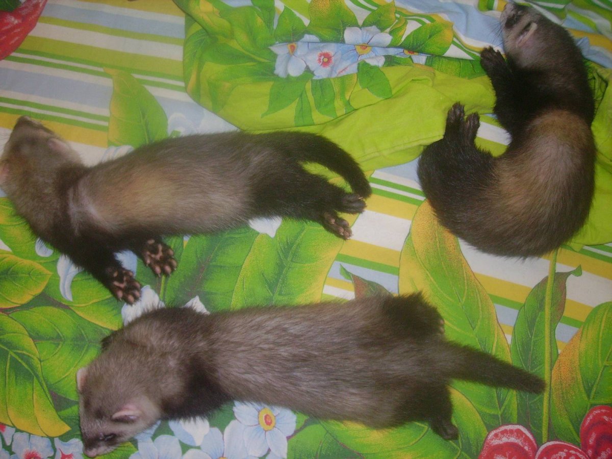 Отряд Хищные семейство Куньи