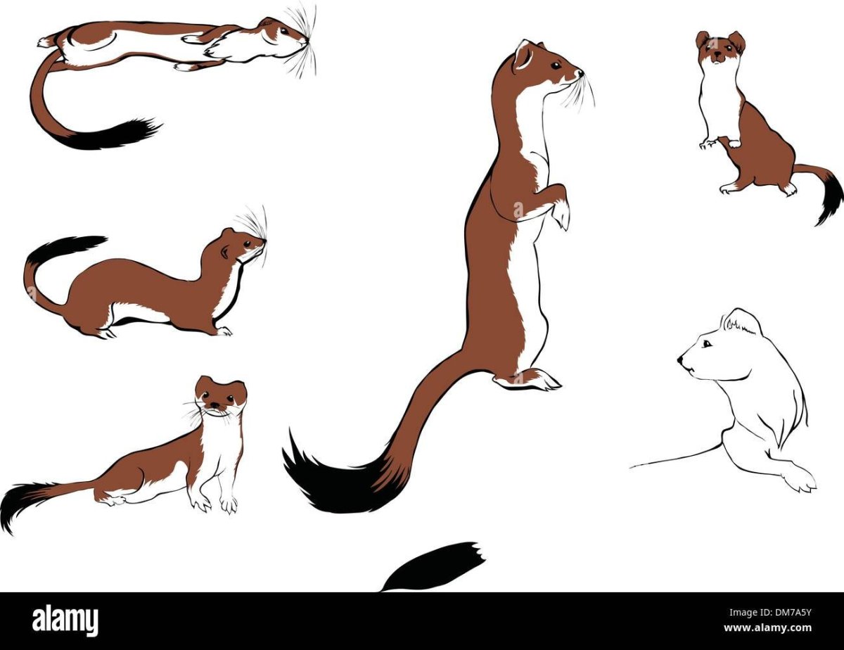 Танцующий хорек