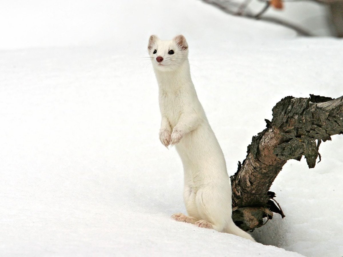 Детеныш ласки