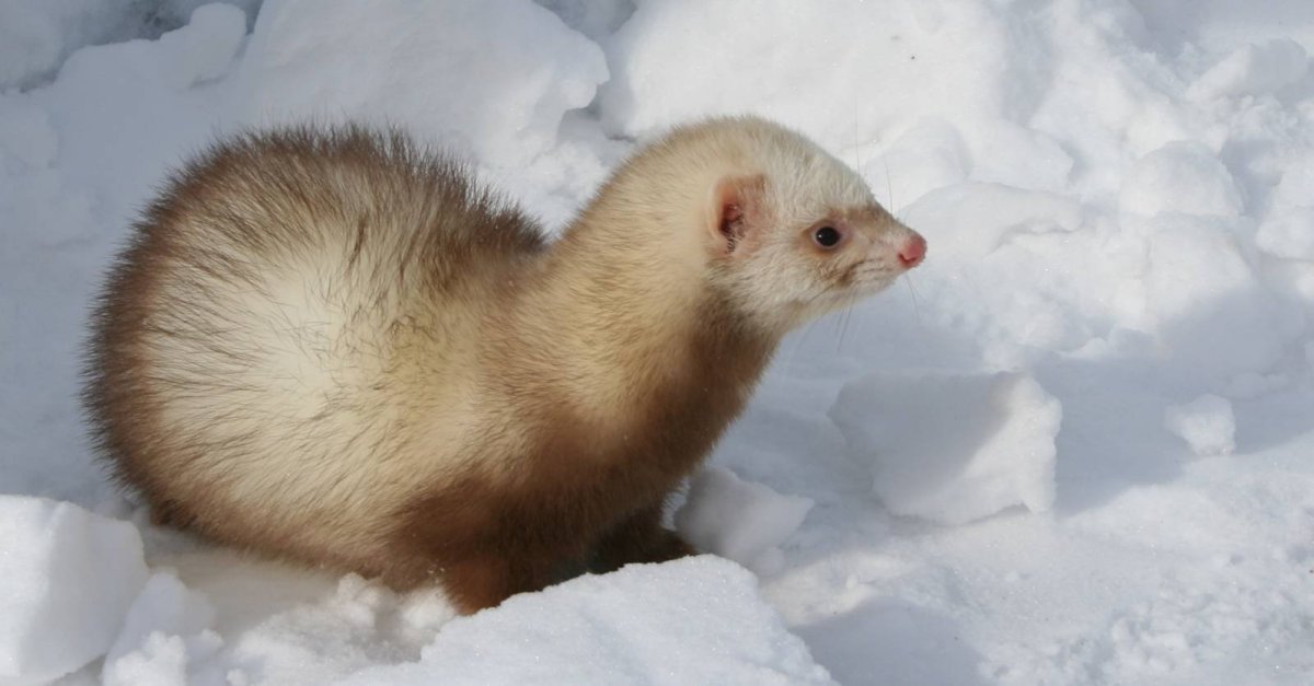 Хорек стилизация