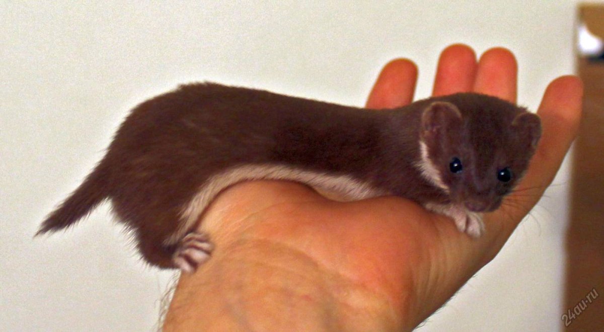 Горностай и ласка отличия фото