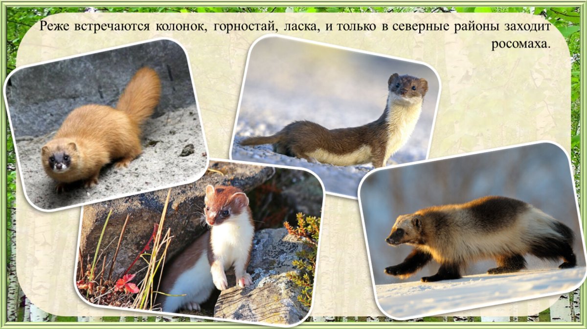 Хорек прикол