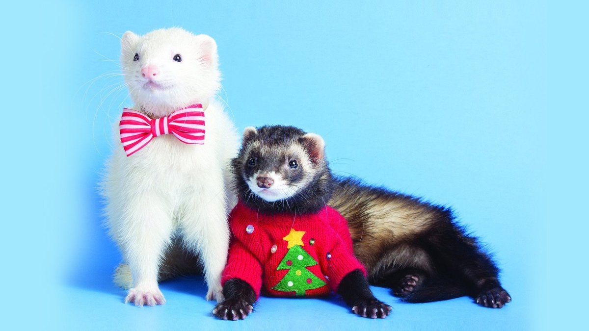 Хорь и ласка