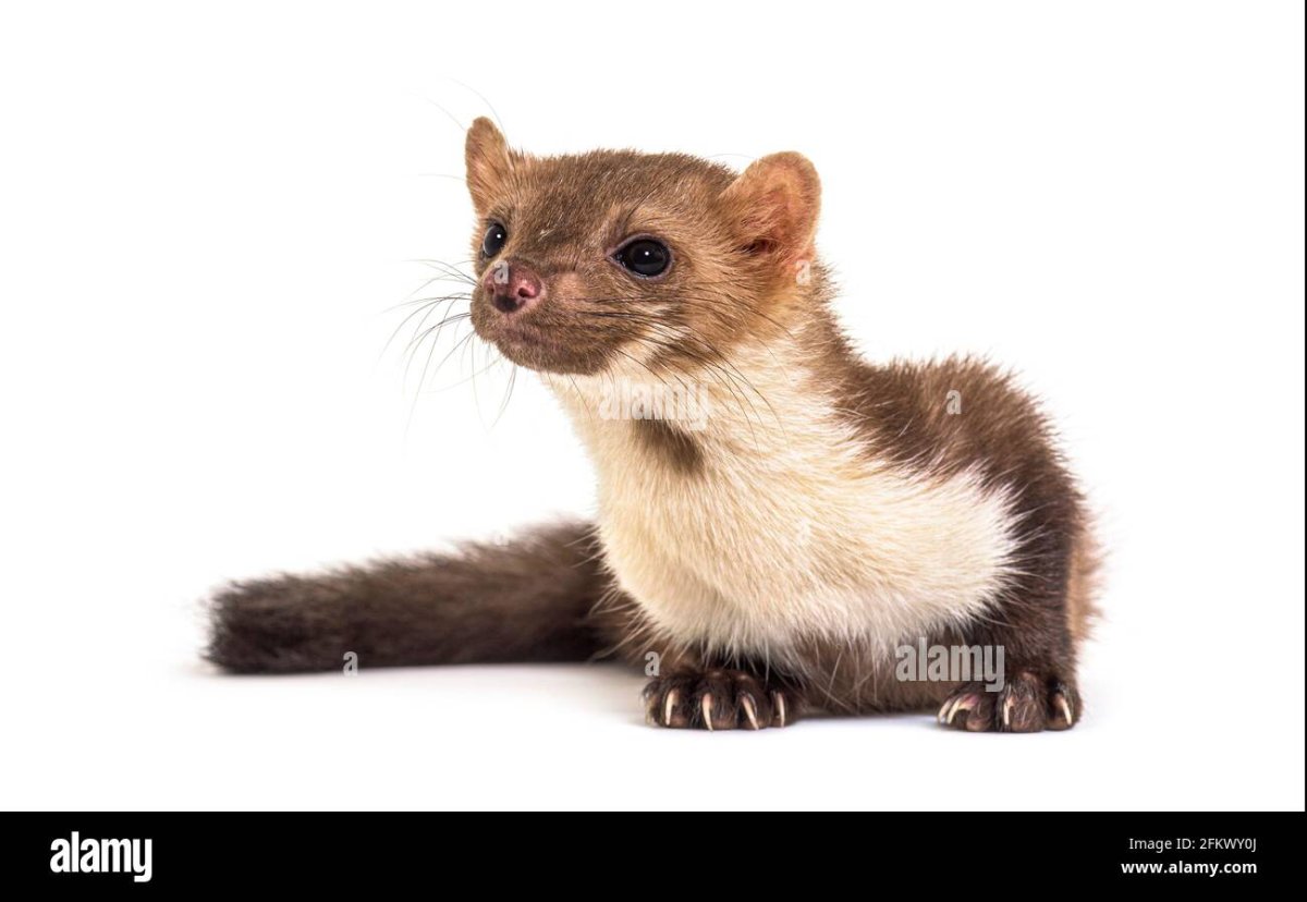 Ласка животное детеныш