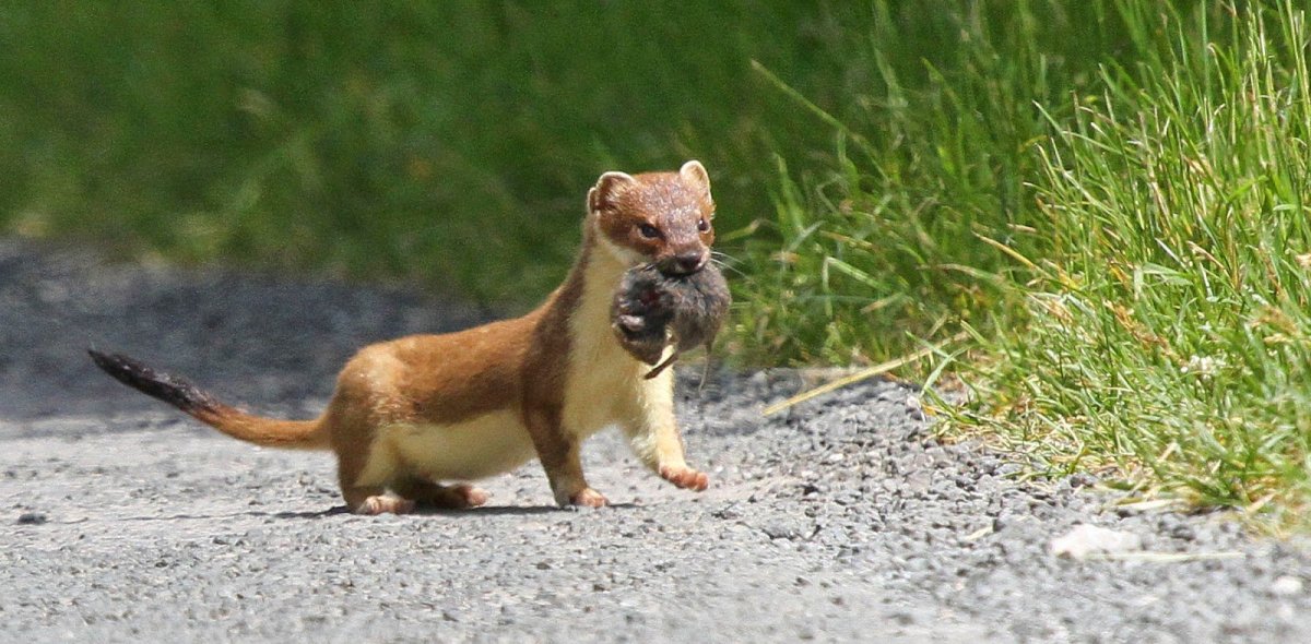 Детеныш хорька