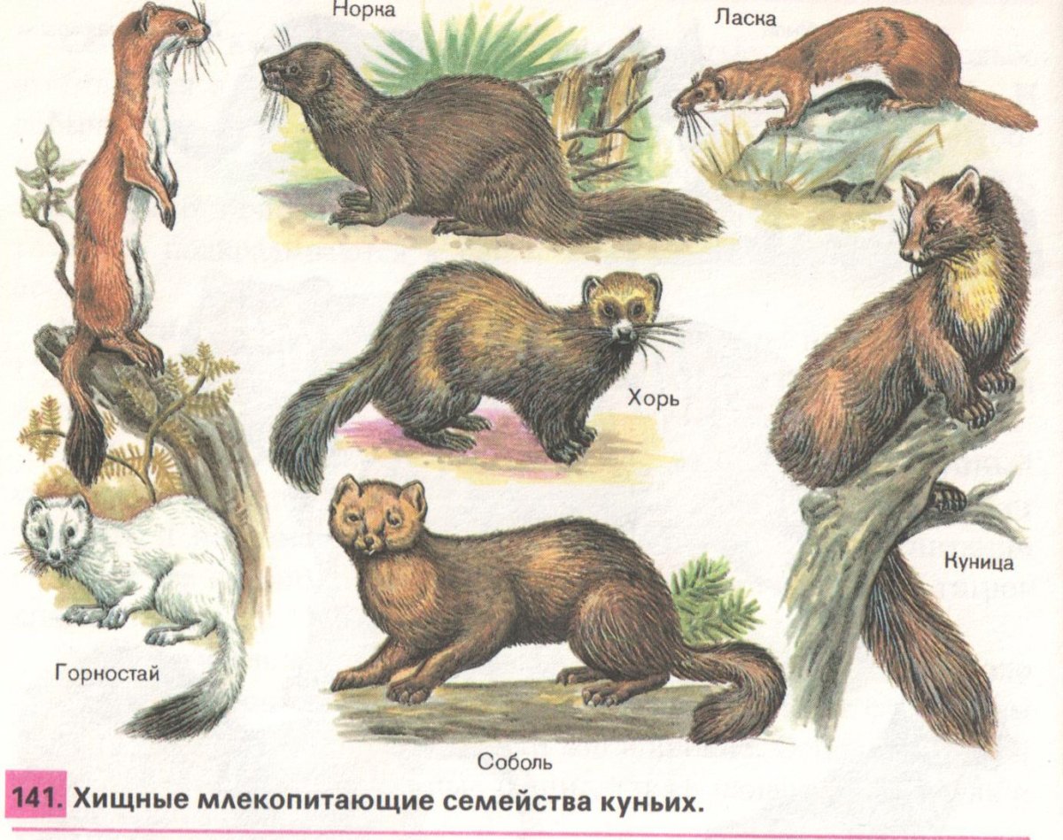 Веселый хорек