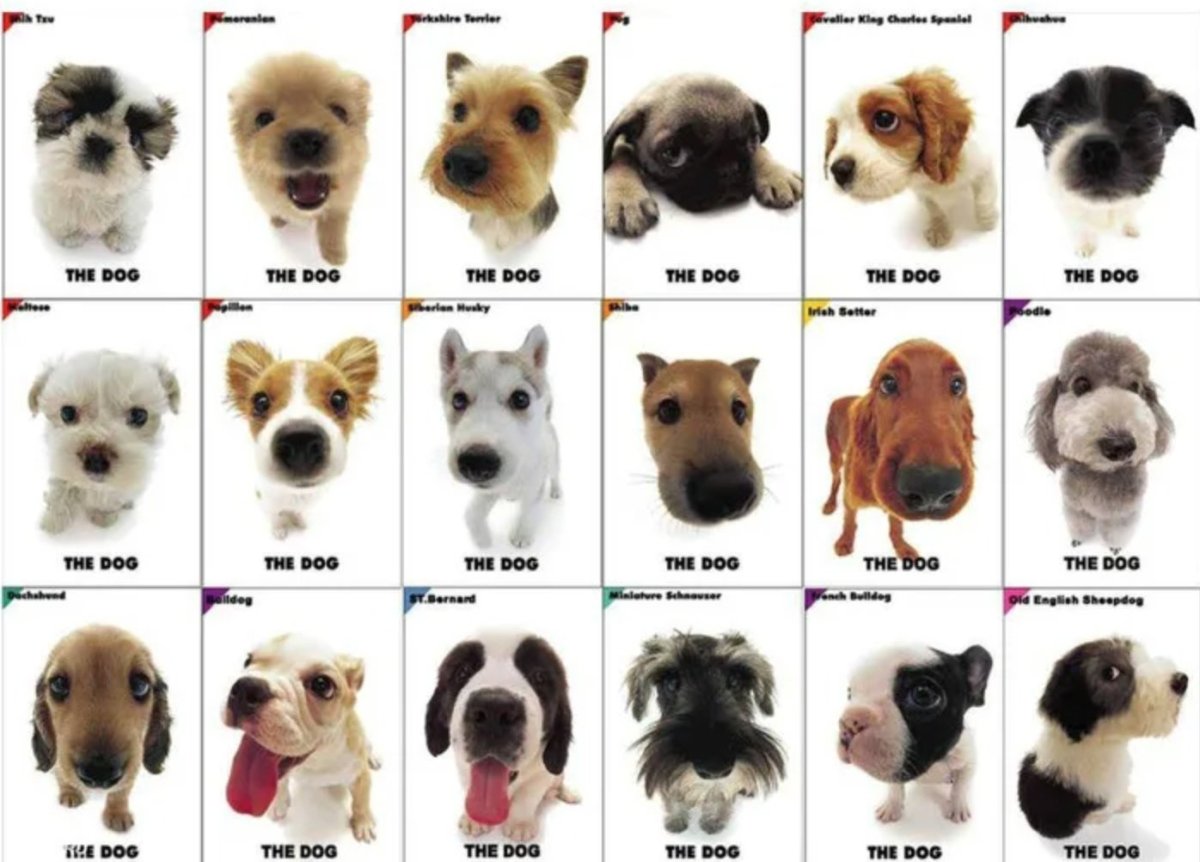 Клички для маленьких собак