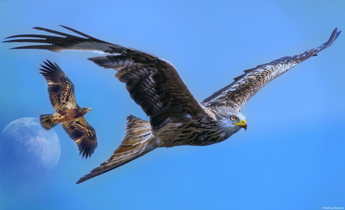 Сокол Сапсан