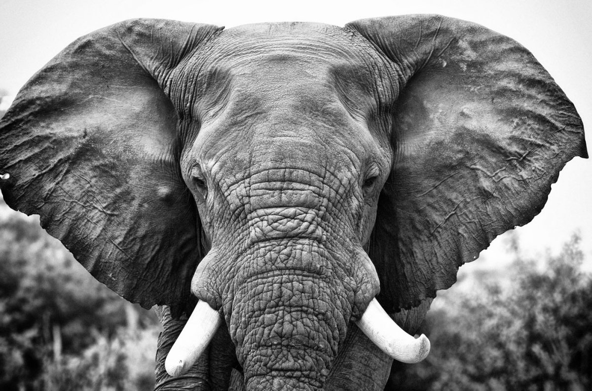 Морда слона