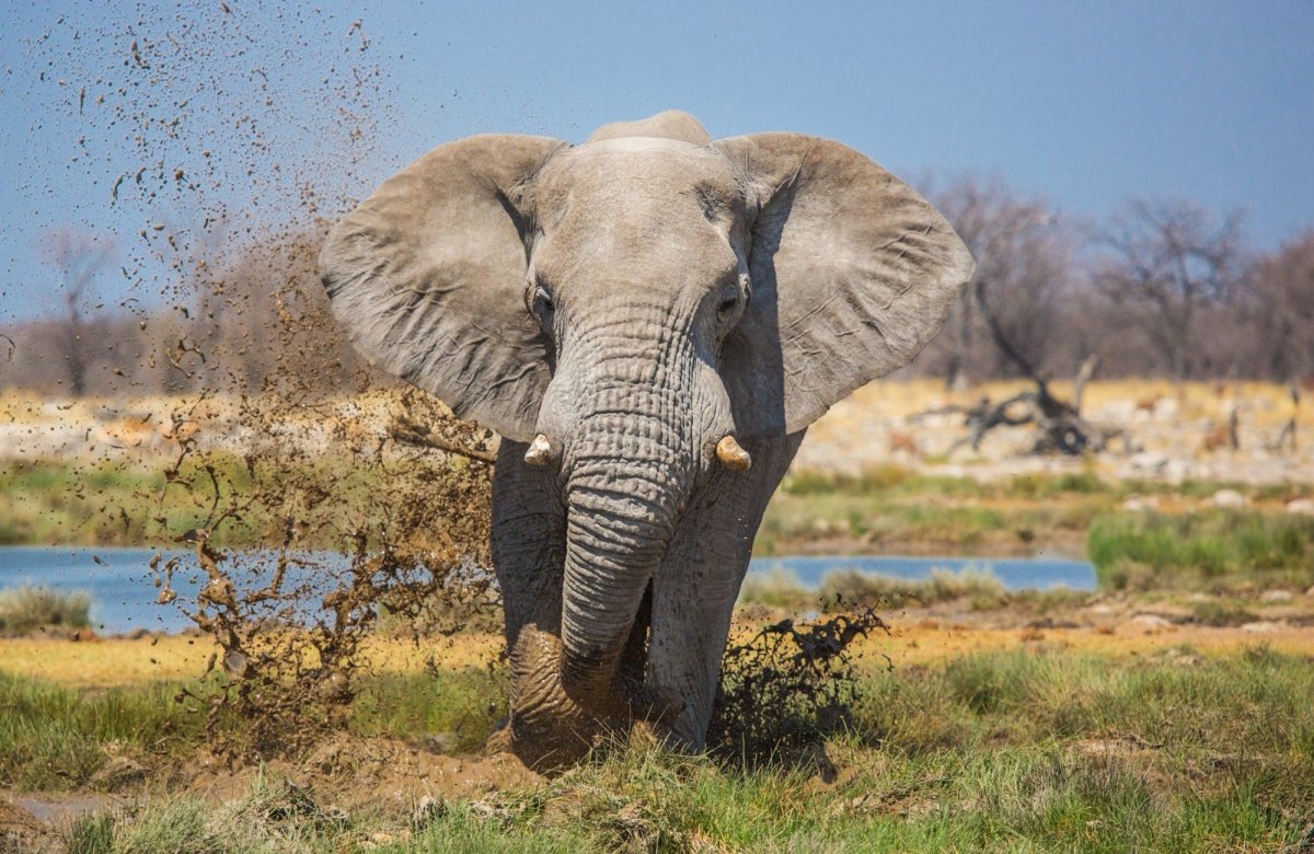 Слоновая бабочка