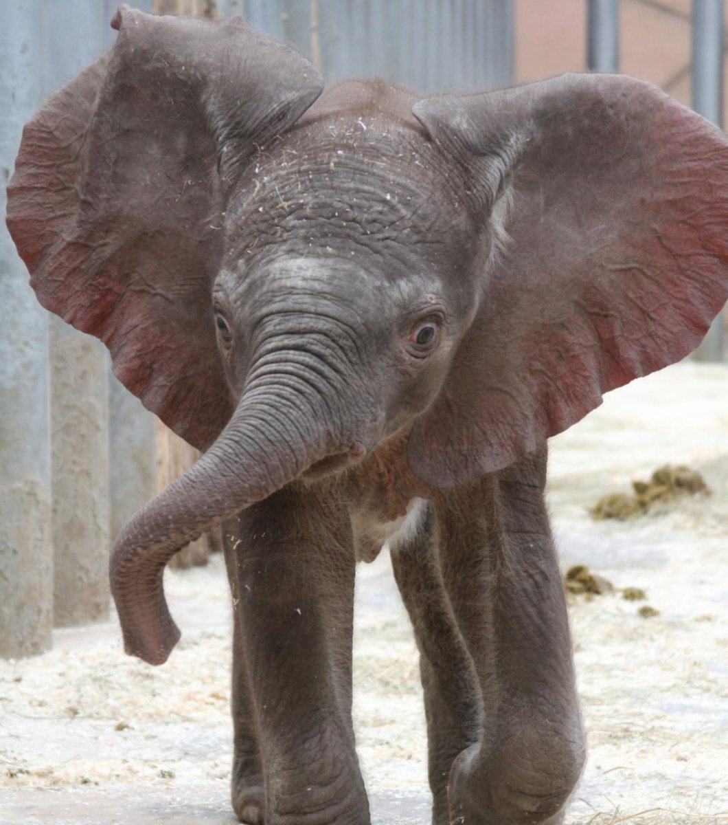 Слонёнок с большими ушами