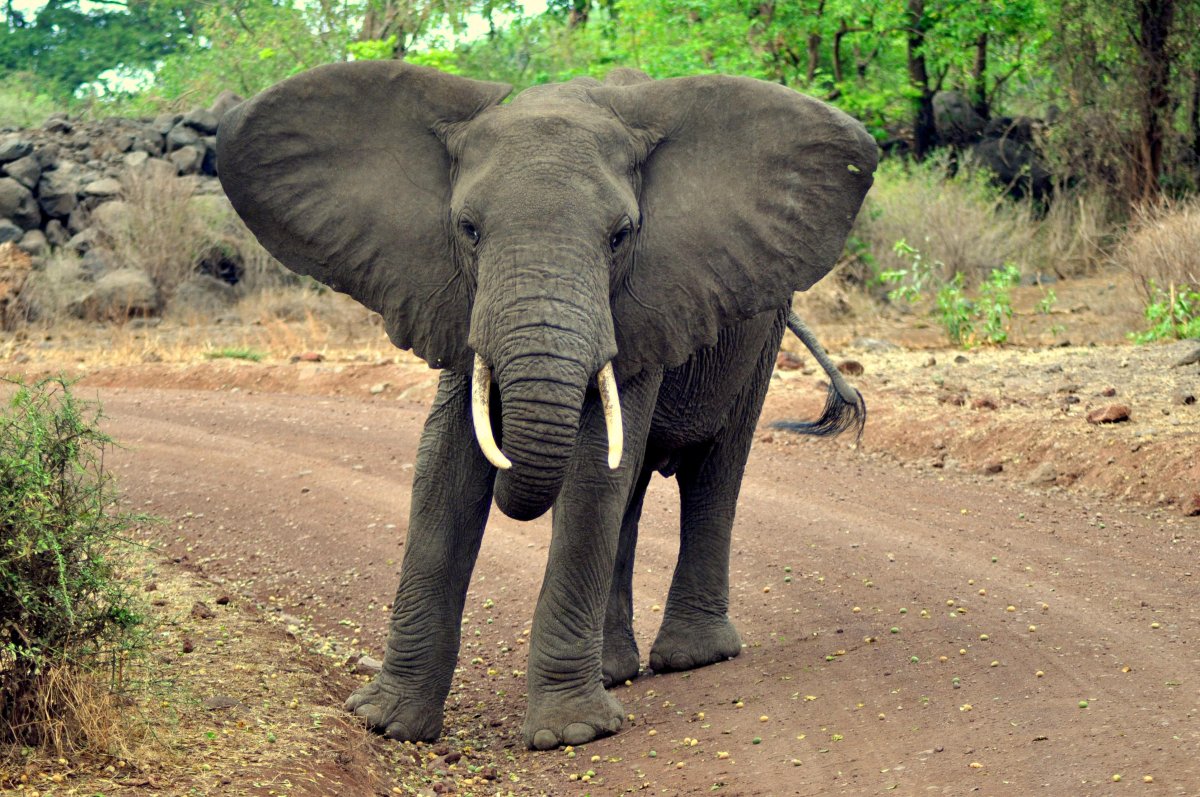 Затылок слона