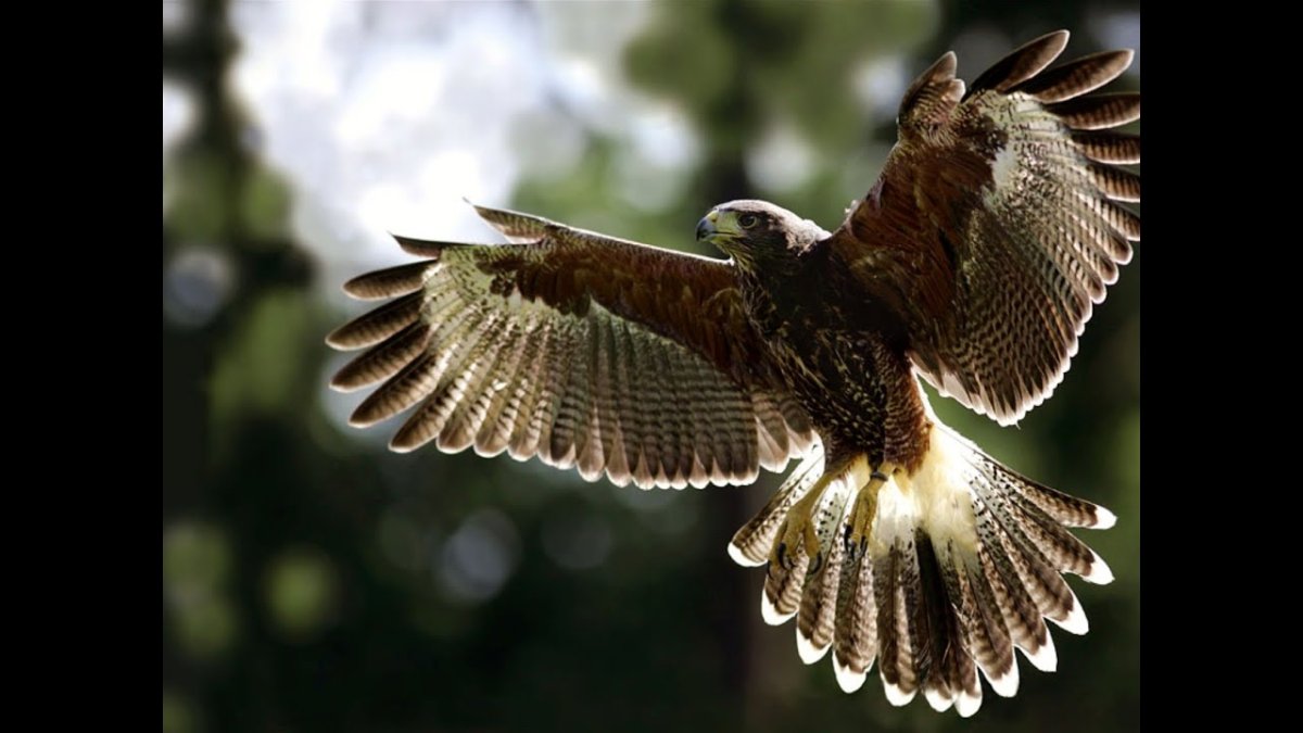 Беркут, Орел Степной, Сокол- балобан.