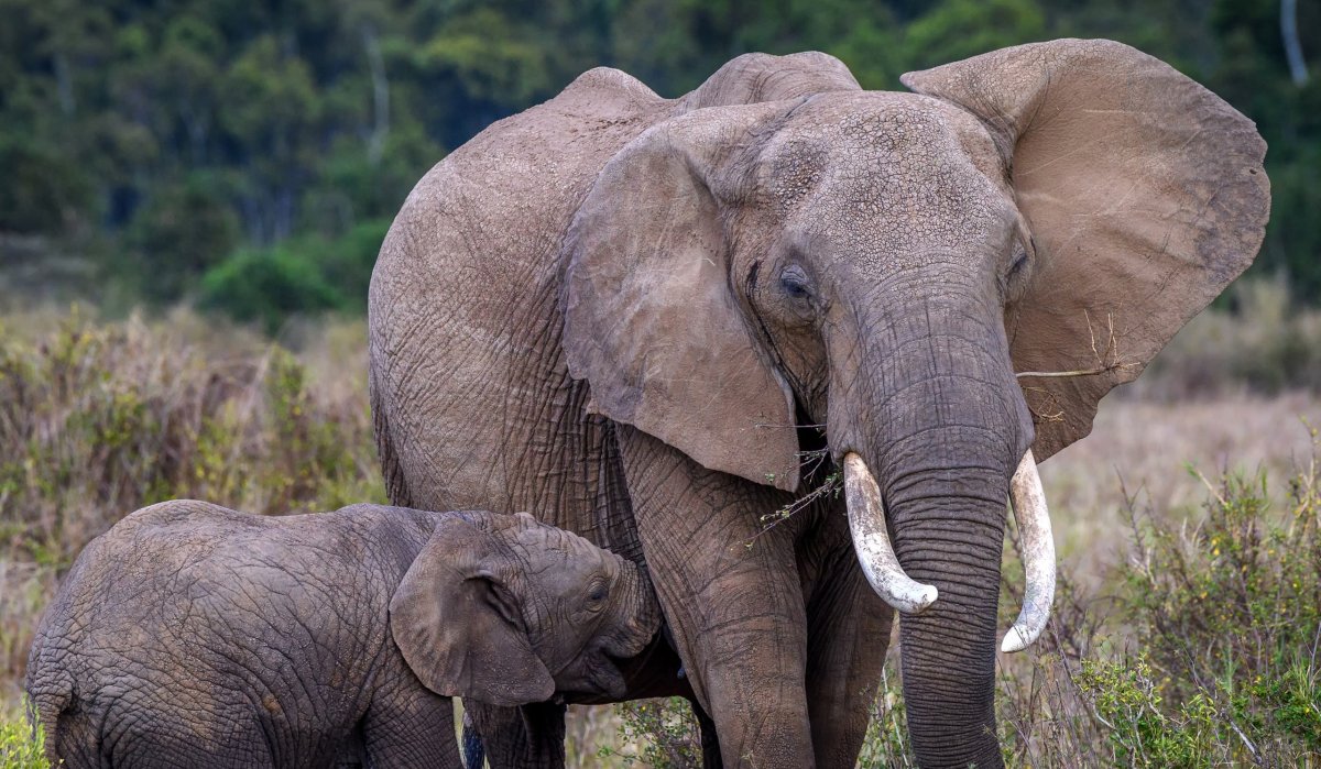 Слоны обитают