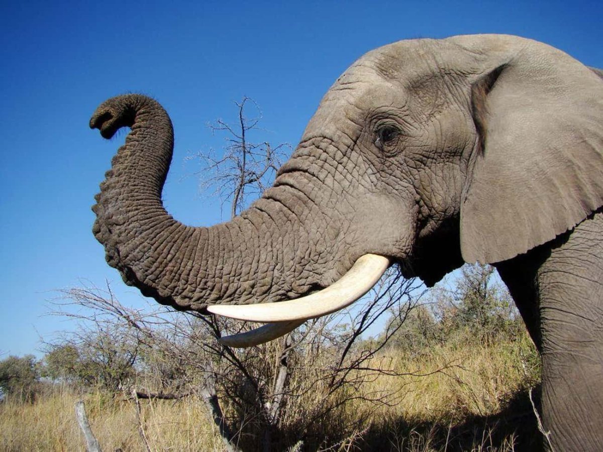 Хобот африканского слона