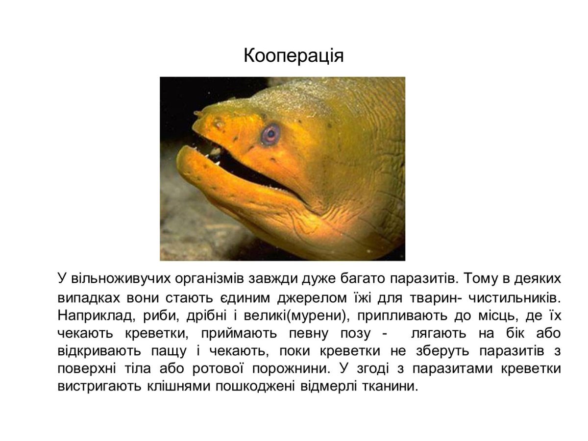 Примеры кооперации в биологии