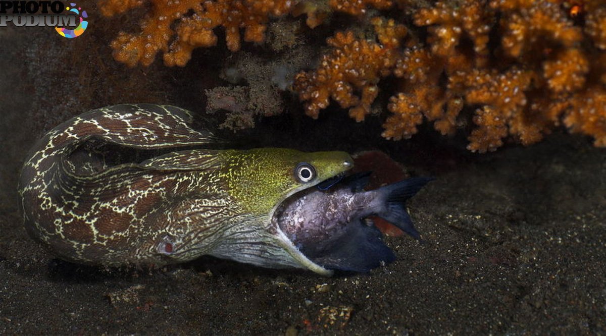 Мурена охотится