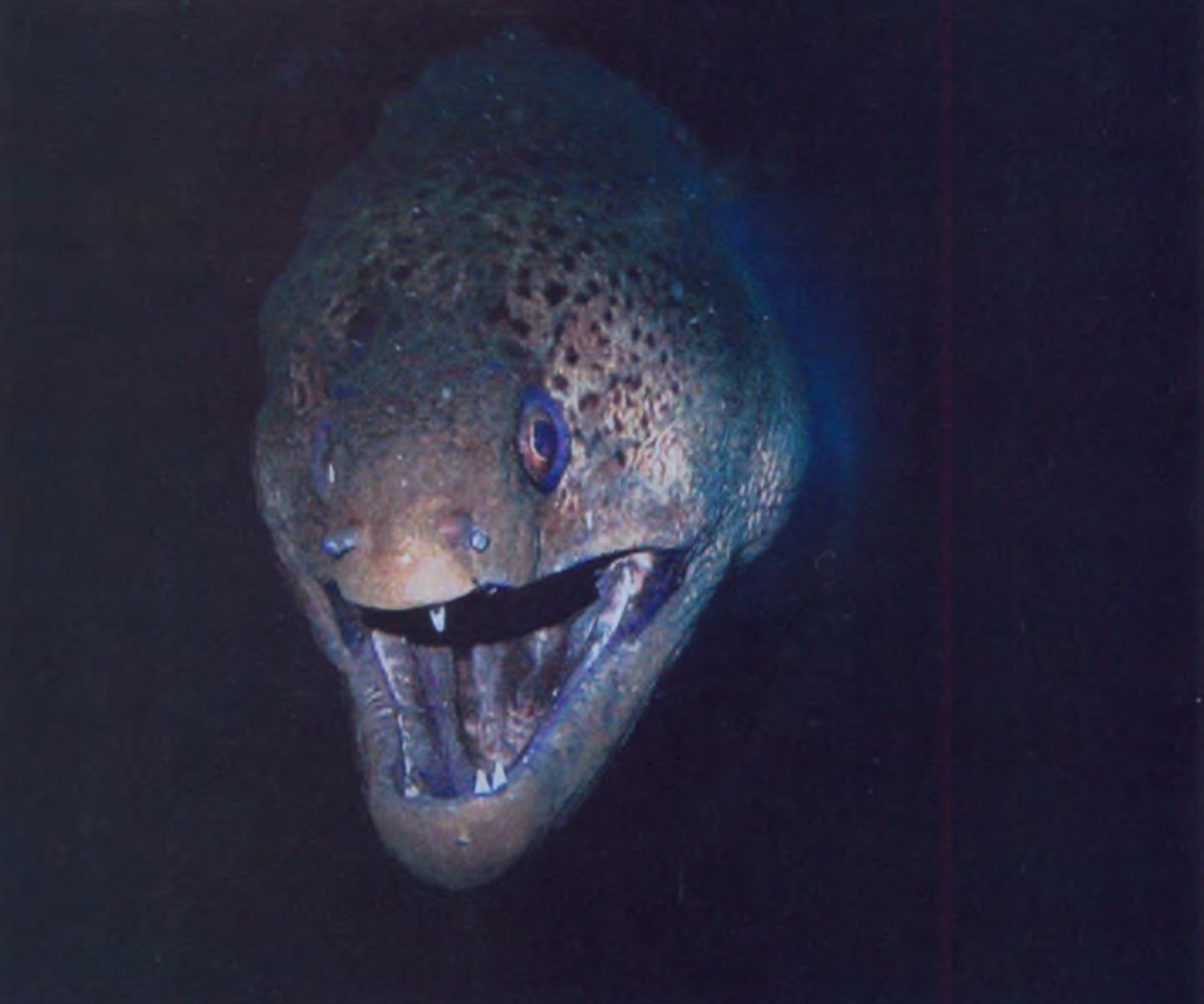 Мурена и рыба чистильщик