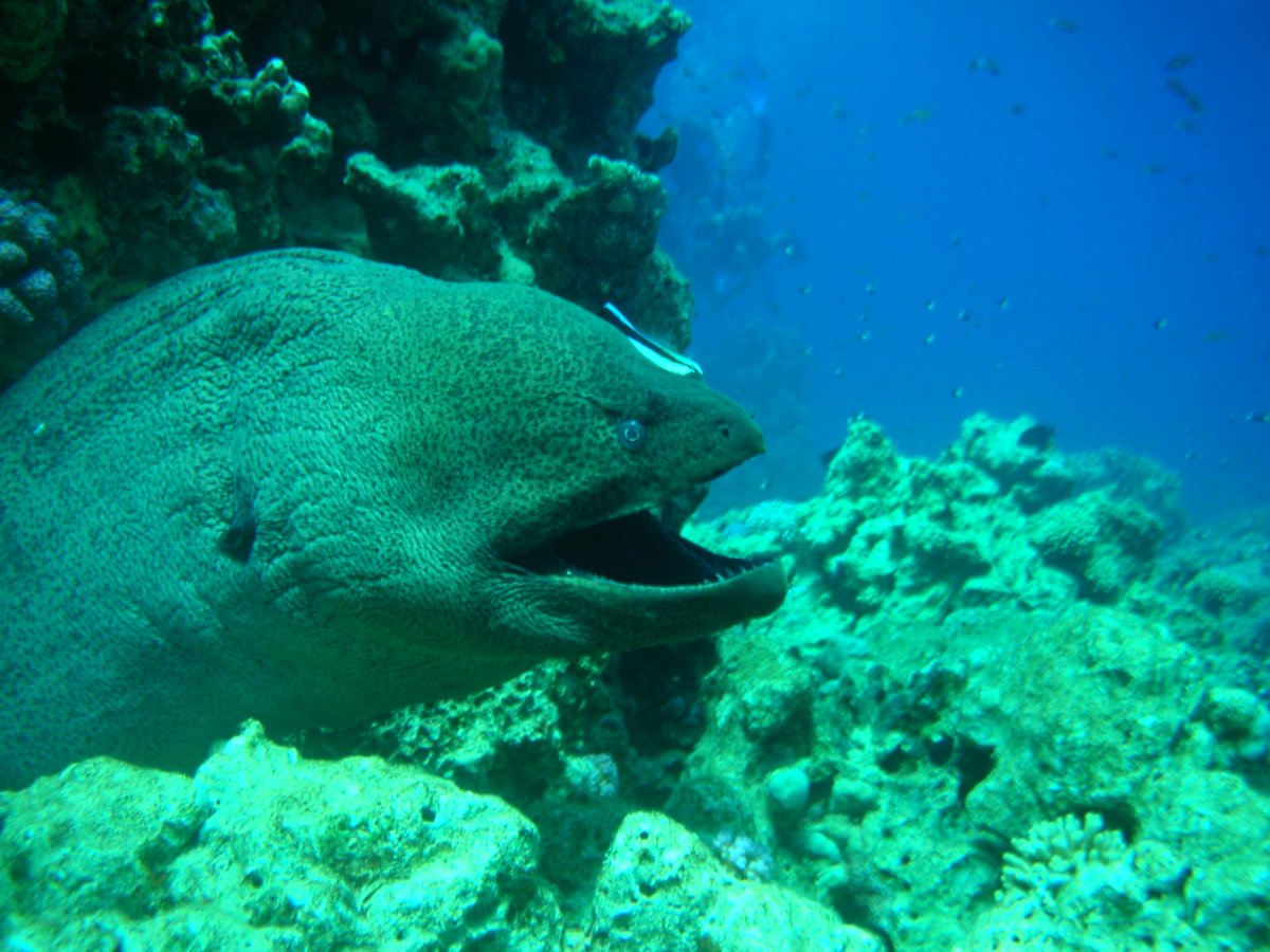 Череп гигантской мурены