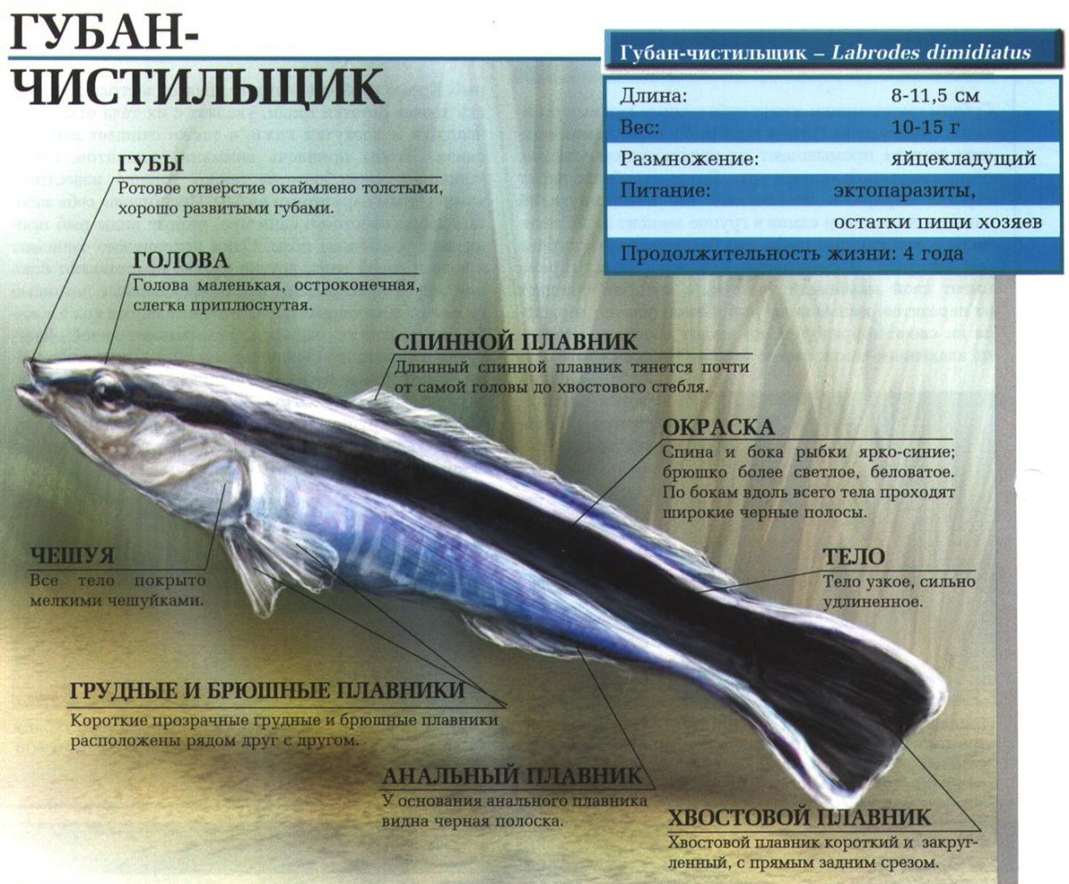 Виды рыб-чистильщиков