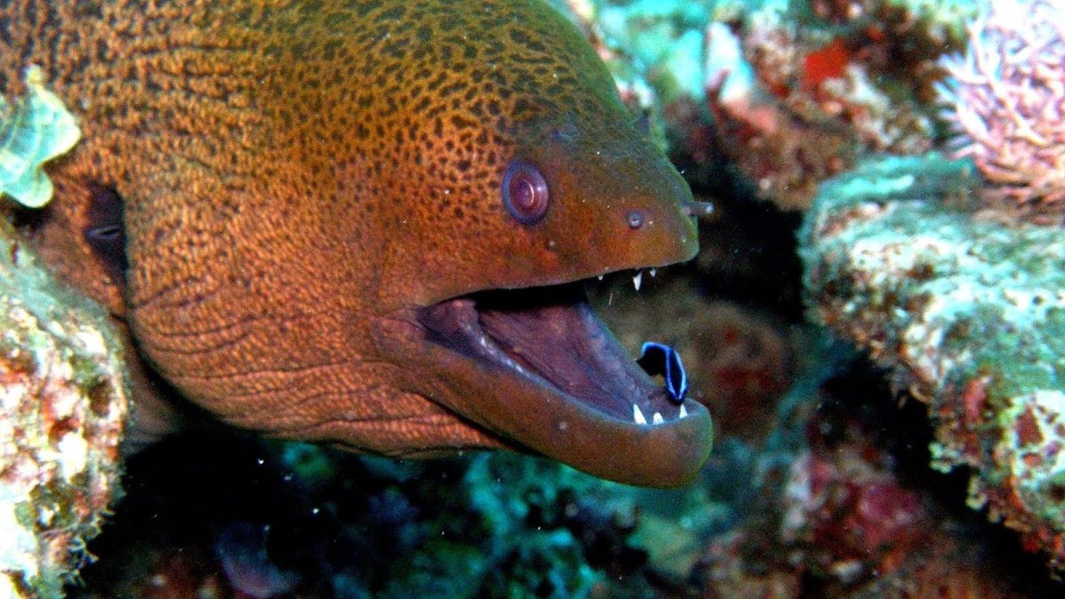 Мурена и губан-чистильщик