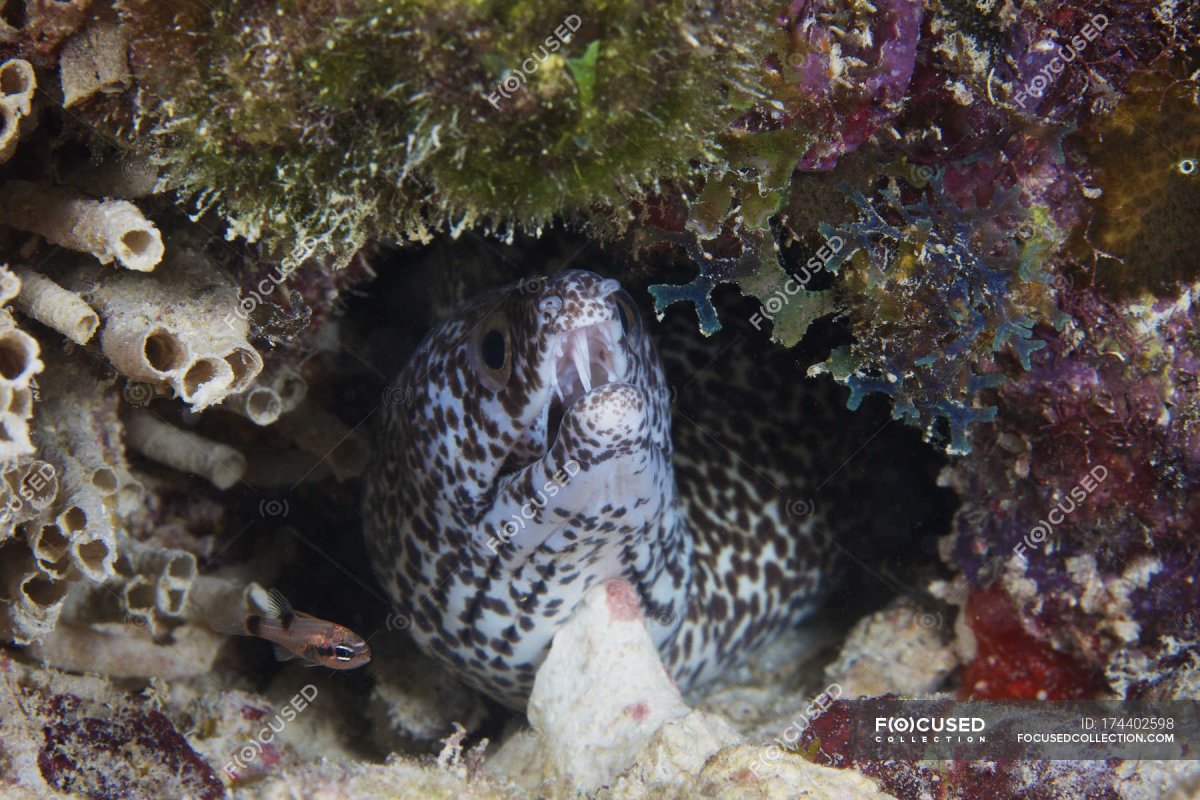 Мурена прячется