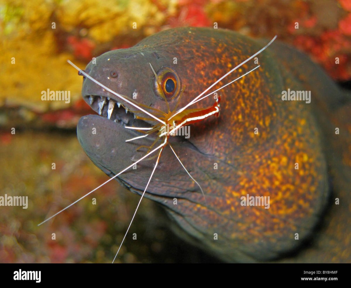 Симбиоз мурены и креветки