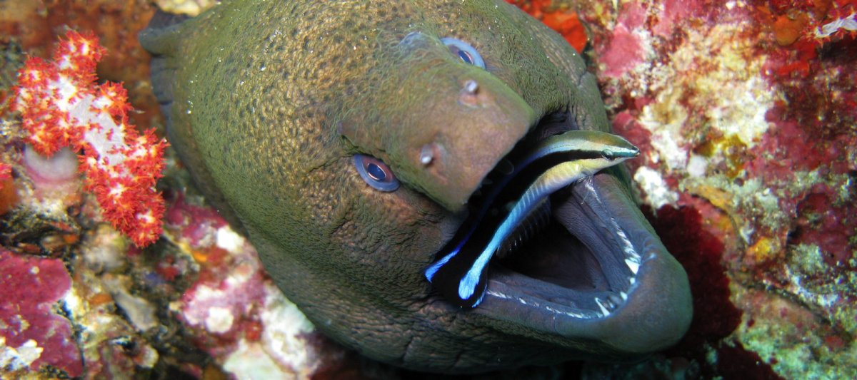 Мурена и губан-чистильщик