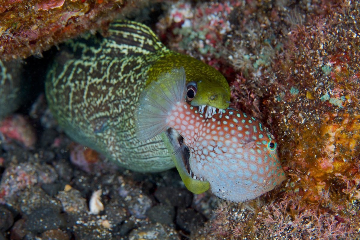 Средиземноморская мурена