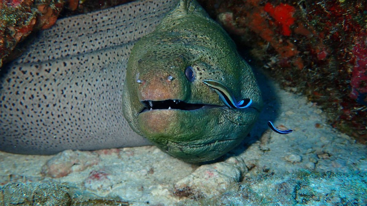 Мурена в индийском океане