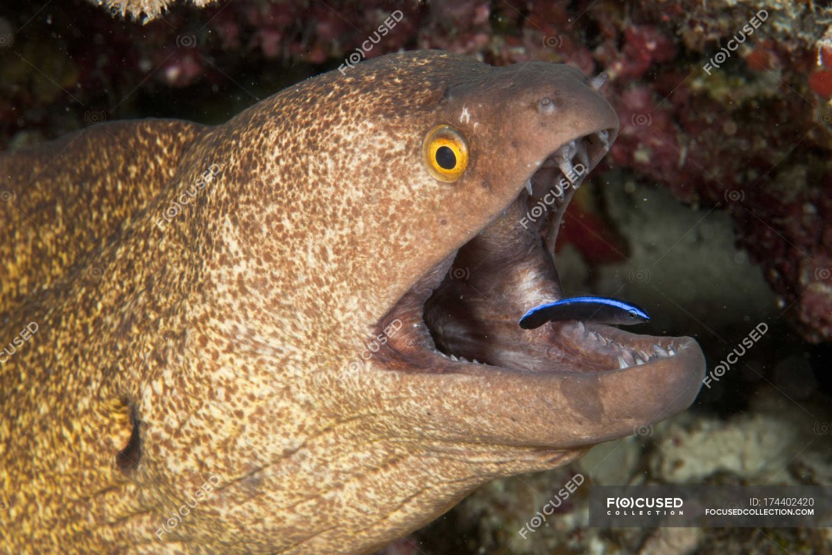 Мурена и рыбка-губан