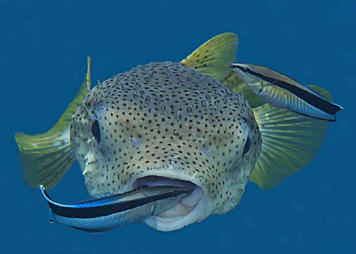 Губанчик чистильщик