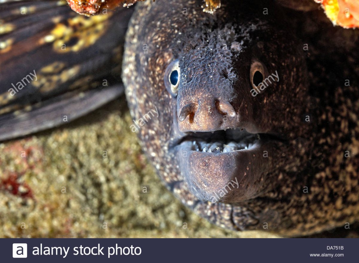 Креветочная мурена